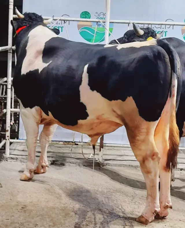 হোলস্টাইন ফ্রিজিয়ান