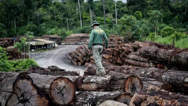 toraszebet delai retraitmadeirazebet delai retraitparte da floresta destruida