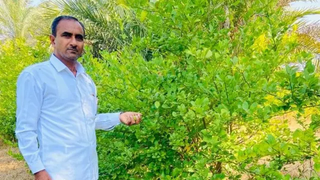 કચ્છમાં ખેતી