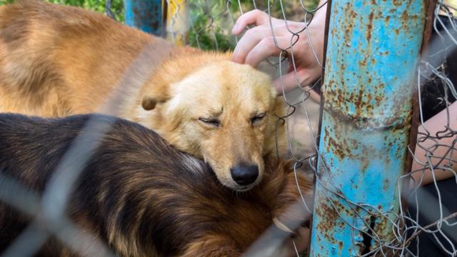 Dois cachorros retidos dentro de cerca, um deles recebendo carinho de uma mão humana