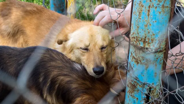 Dois cachorros retidos dentroesporte bets nordestecerca, um deles recebendo carinhoesporte bets nordesteuma mão humana