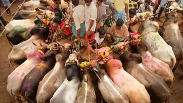 जल्लीकट्टू