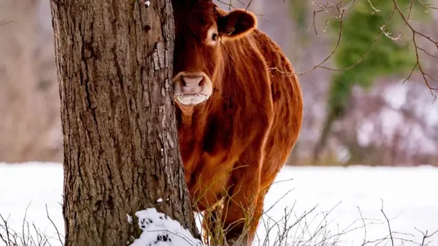 농장 폐기물에서 메탄을 추출하면 연료로 사용할 수 있다