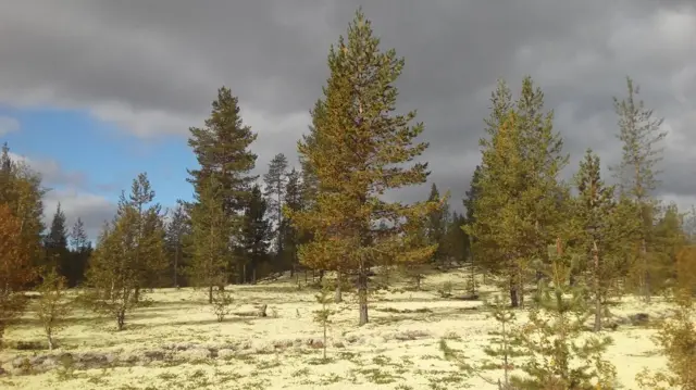 "Краски лета"