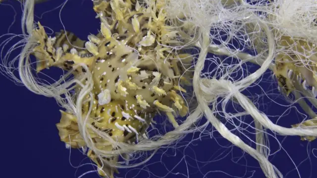 Denizde naylon ipe dolanmış bir canlı