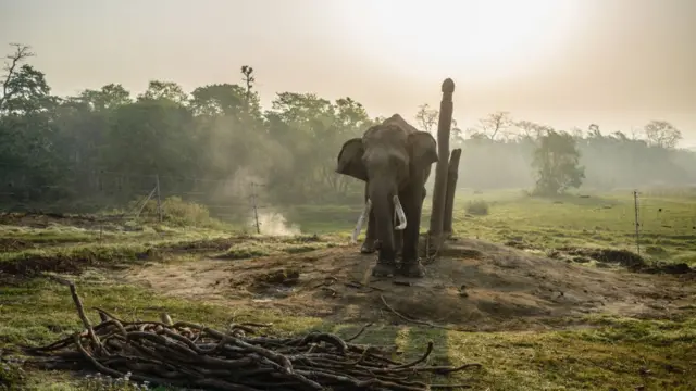 elefante