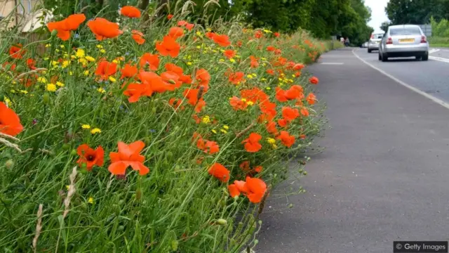 Leaving verges uncut rather than strimming them back leaves more foraging for bees