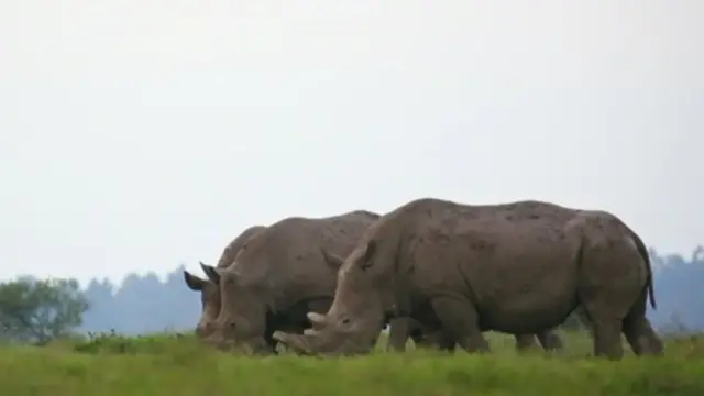 జంతువుల మధ్యలో క్రికెట్