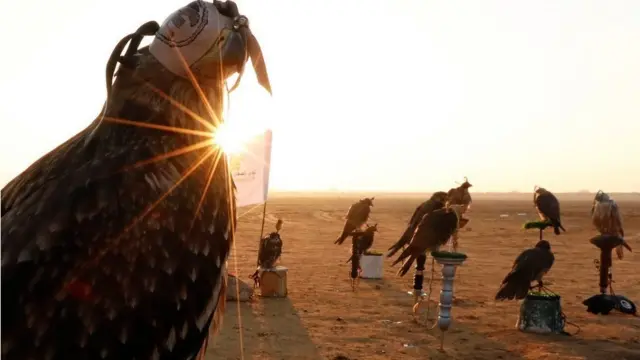 соколине полювання