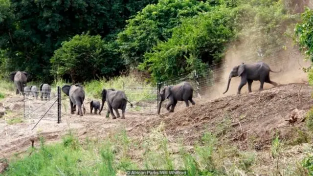 Gajah-gajah meninggalkan boma di Nkhotakota Wildlife Reserve setelah perjalanan mereka dari Taman Nasional Liwonde.