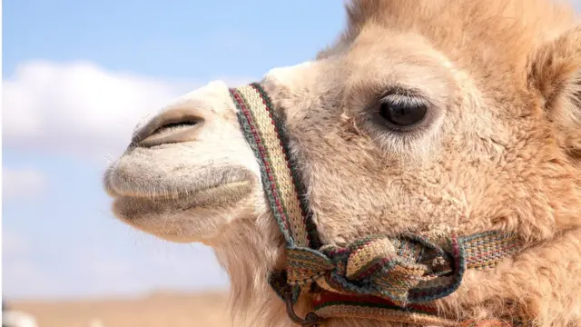 camel