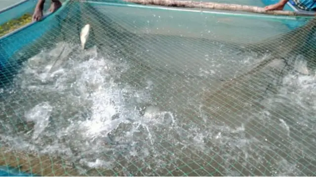 মাছ দেখছেন চাষীরা