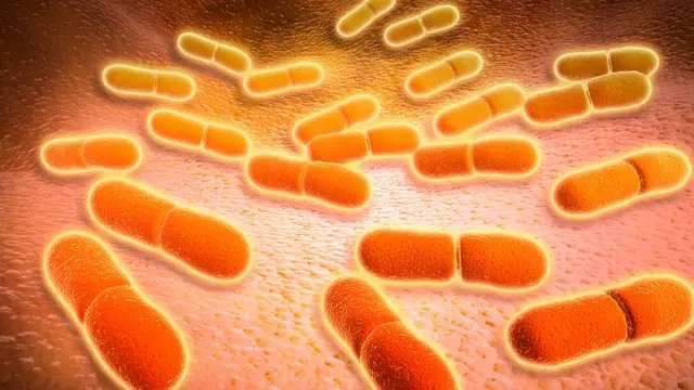 লিস্টেরিয়া মনোসাইটোজিন ব্যাকটেরিয়া