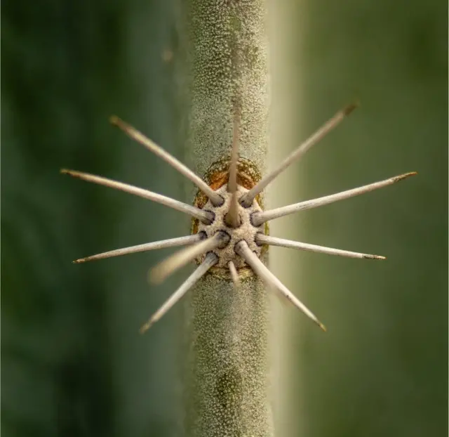 A close-up of cactus spikes
