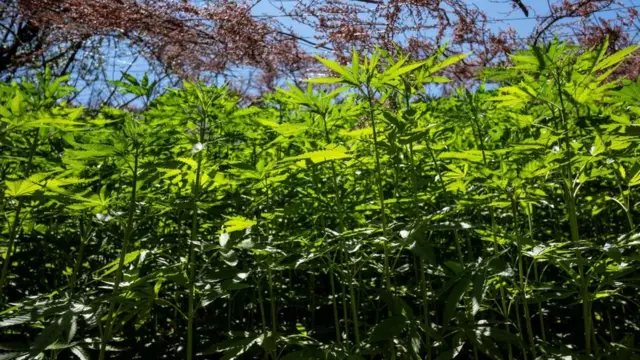 Plantones de marihuana