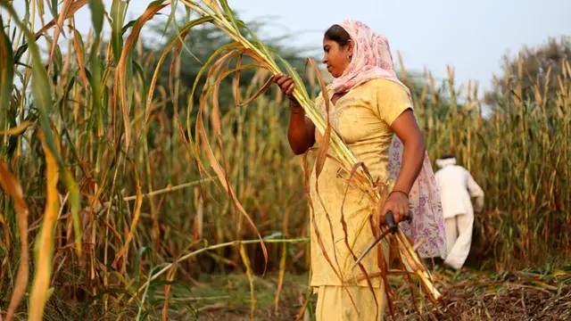 Cultivos en la India