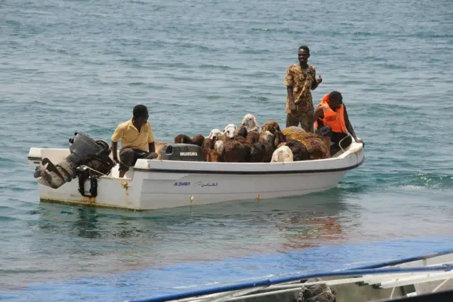 Sheep are rescued after the overloaded ship Badr 1 sank in Sudan's Red Sea port of Suakin sank. It was crammed with thousands of animals, most of which drowned.