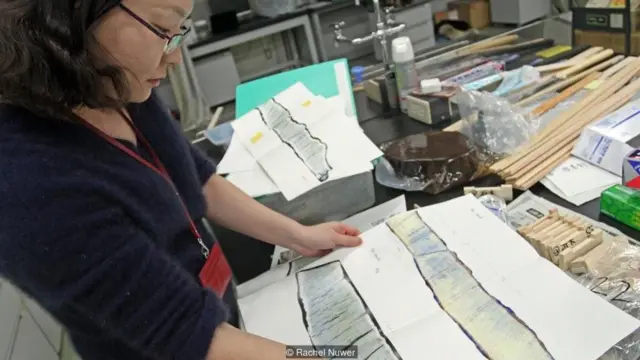 जापान के ये पेड़ भविष्य बता सकते हैं