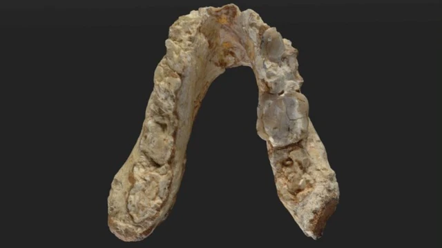 Mandíbula inferior de Graecopithecus