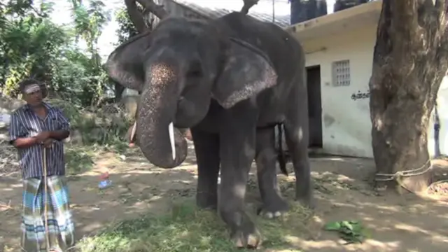 சேலம் யானையைக் கருணைக் கொலைசெய்ய அனுமதி