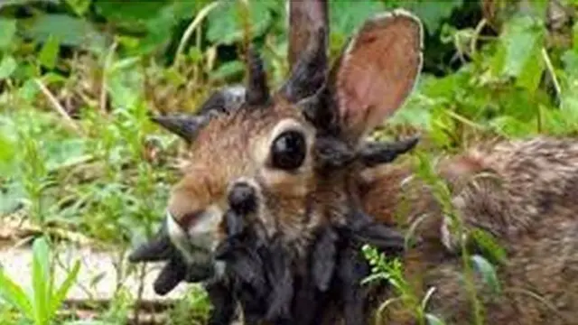 В реальности рожки у зараженного кролика и в самом деле так себе...