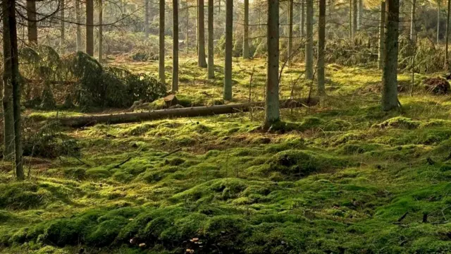 Кислоты, выделяемые в болотах, предохраняют тела от разложения в течение многих веков