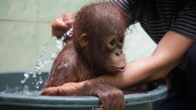 जानवर को धोने काम