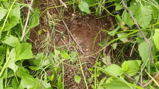 పులి అడుగులు