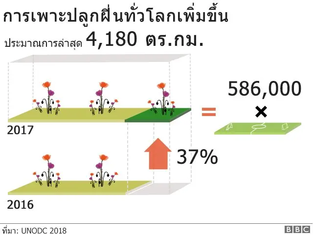 กราฟิกปลูกกัญชา