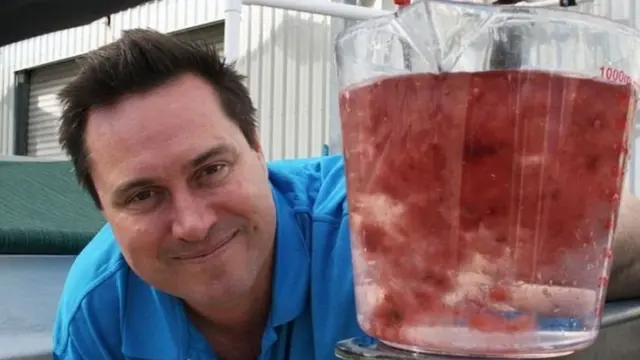 ఆవులకు ఆహారంతో కలిపి ఇచ్చే పింక్ సీవిడ్