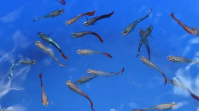 বাংলাদেশ