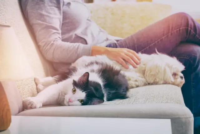 प्राण्यांना कुरवाळल्याने तुमची तब्येत मस्त राहते