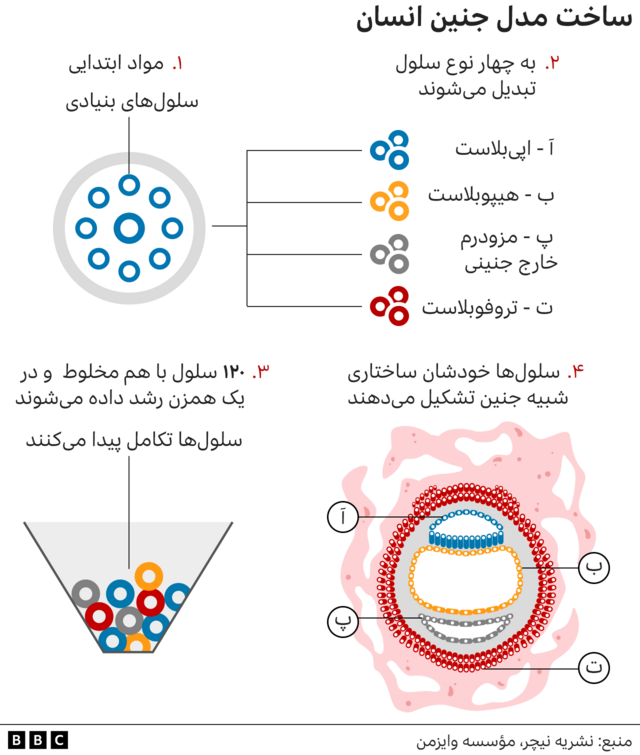 رشد «اولین مدل کامل جنین ۱۴ روزه انسان در آزمایشگاه با استفاده از سلول