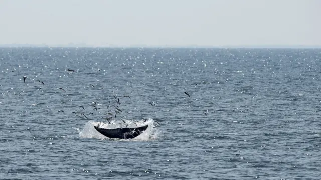 วาฬบรูด้า ในทะเลอ่าวไทย