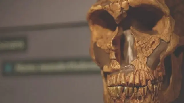 நியாண்டர்தால்