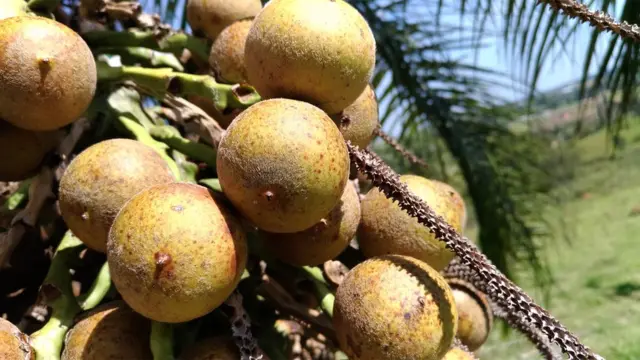 Fruto da macaúba