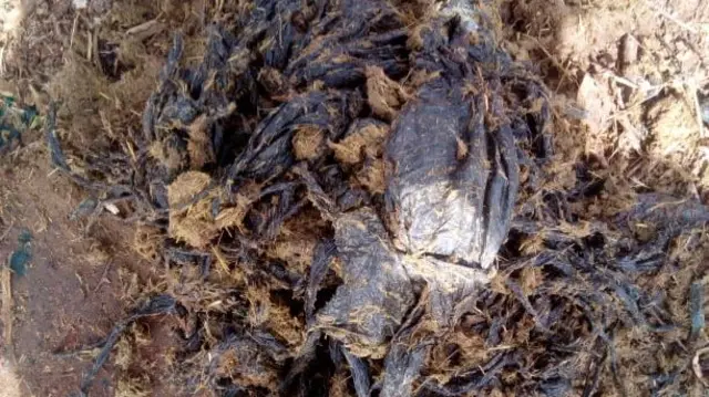 laastikii loon keessa baasan