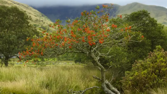 Рябина в Сноудонии