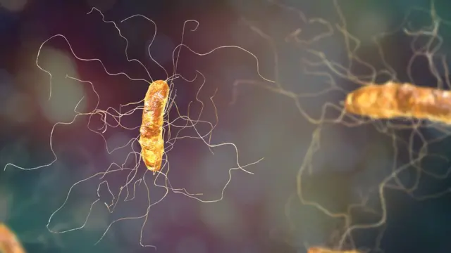 Ilustración de la bacteria C.difficile