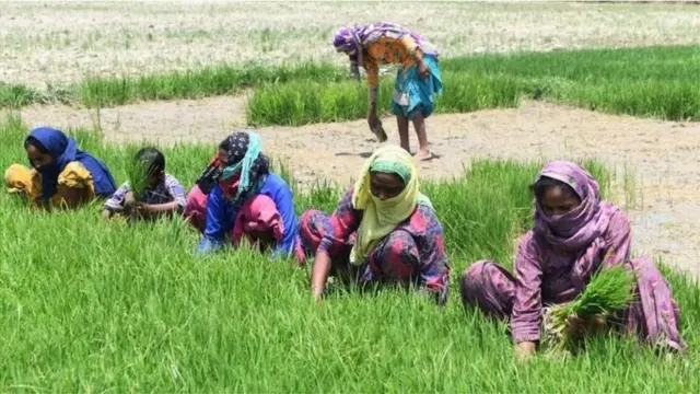 शेतकरी, आंदोलन, संप, चरी, शेतकरी संप