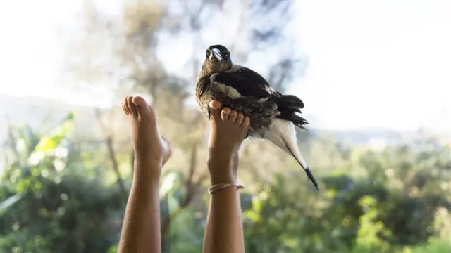 Pinguim pousada num dos pés descalçosgrêmio x csa palpitesuma das crianças