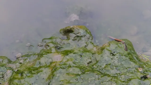 Contaminação da água