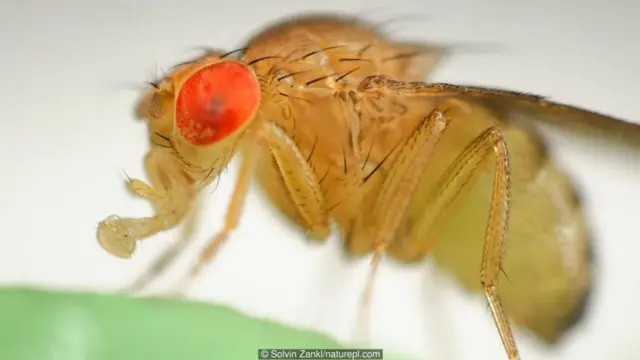 Solvin Zankl/naturepl.com