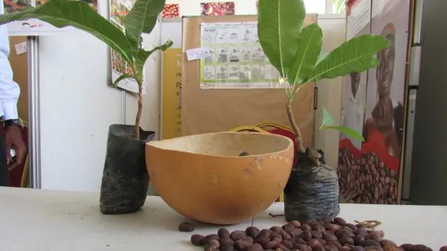 Deux petits arbres de karité âgés de 4 ans et des noix exposées dans un stand