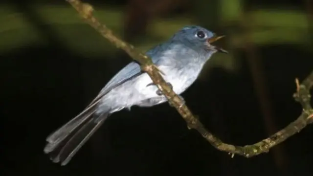 Seriwang sangihe, atau yang disebut masyarakat lokal sebagai manu' niu, adalah burung yang hanya ada di Pulau Sangihe.