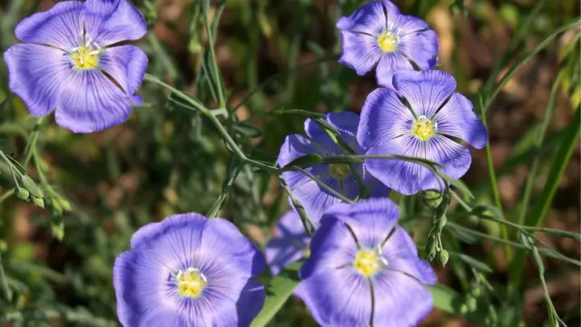 Тамара Абоймова: "А помните "горит, как пламя, синий лен.."? При ближайшем рассмотрении можно любоваться его цветением бесконечно. Фото прошлогоднее с дачи".