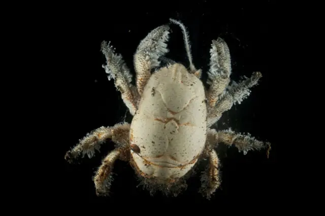 Cangrejo Hoff (Foto: NHM)