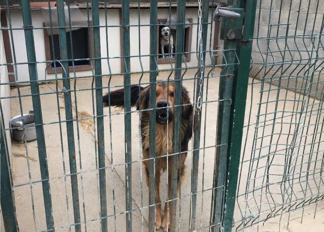 Dogs at shelter near Toulouse