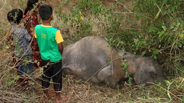සෙට්ටිකුලම යන දුම්රිය ස්ථාන දෙක අතරදී දුම්රියක ගැටී වන අලි සිව් දෙනෙකු මරුමුවට