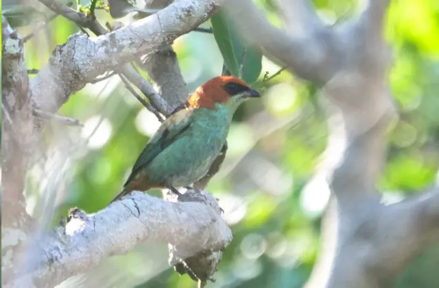 Saíra-sapucaia (Tangara peruviana)